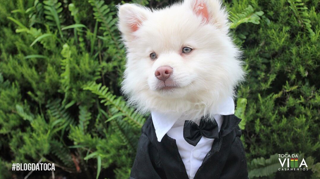 Cachorro em Cerimônia de Casamento