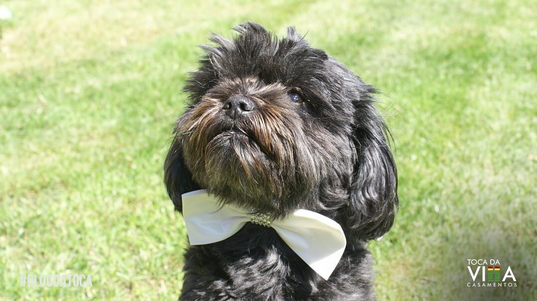 Cachorro em Cerimônia de Casamento